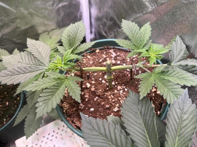 Pineapple Chunk. Week 4