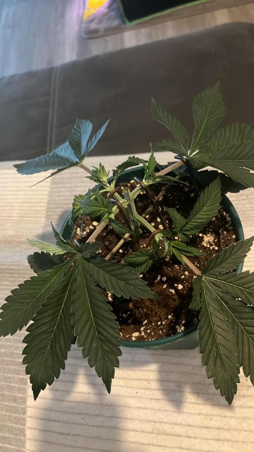Pineapple Chunk. Week 4