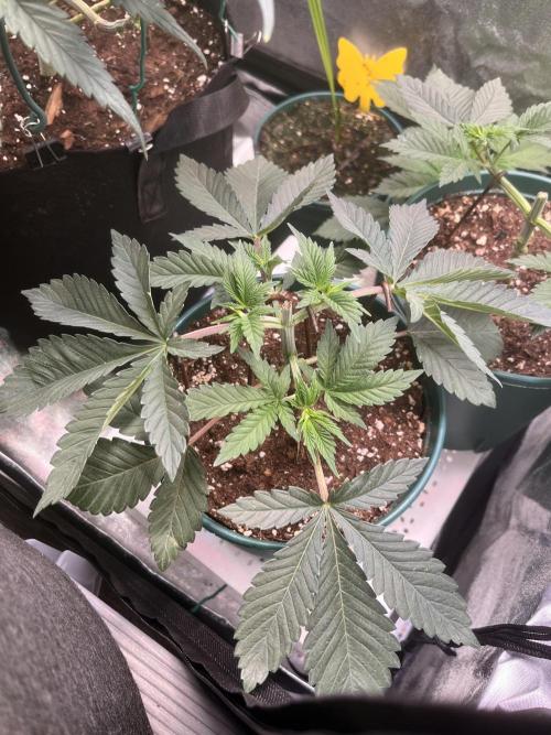 Pineapple Chunk. Week 5