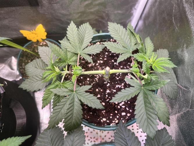 Pineapple Chunk. Week 5