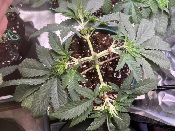 Pineapple Chunk. Week 5