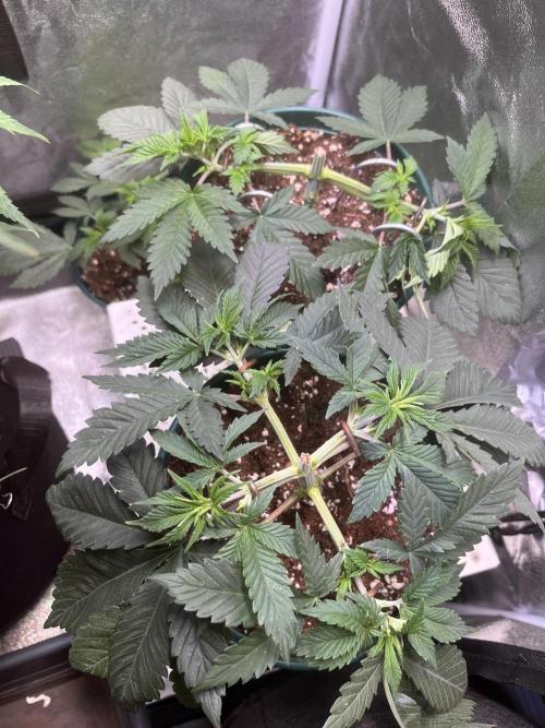 Pineapple Chunk. Week 5