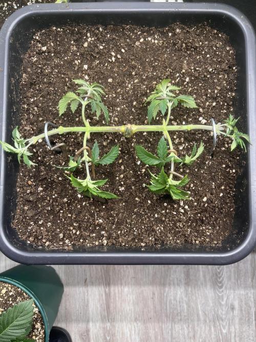 Pineapple Chunk. Week 5