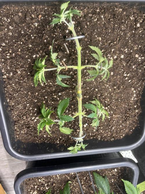 Pineapple Chunk. Week 5