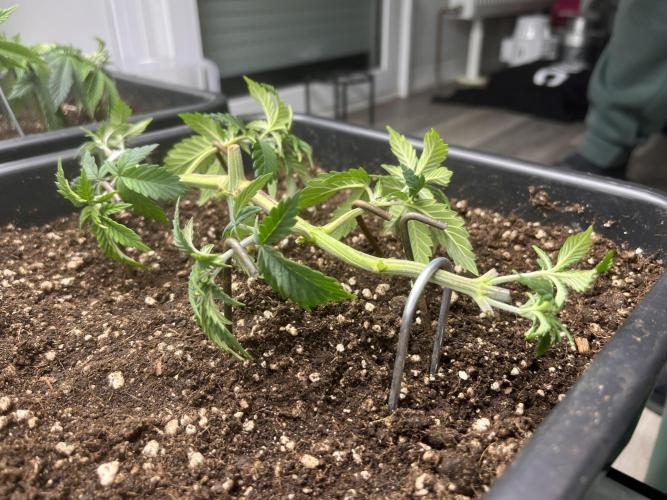 Pineapple Chunk. Week 5