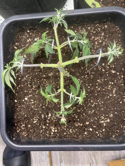 Pineapple Chunk. Week 5