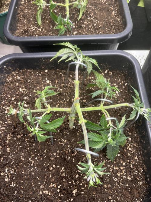Pineapple Chunk. Week 5