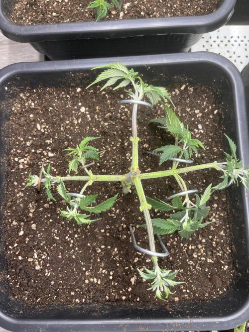 Pineapple Chunk. Week 5