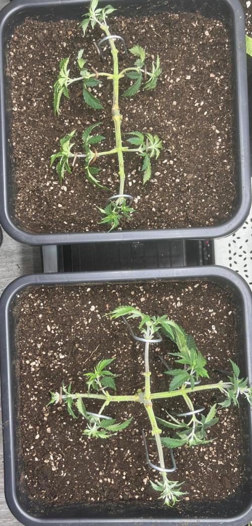 Pineapple Chunk. Week 5