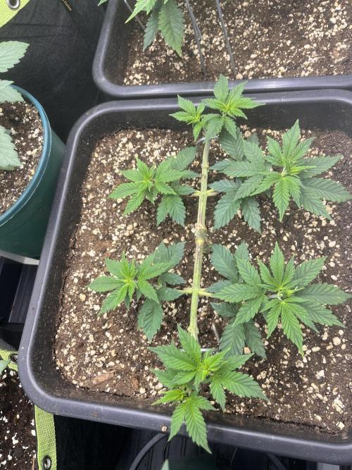 Pineapple Chunk. Week 6
