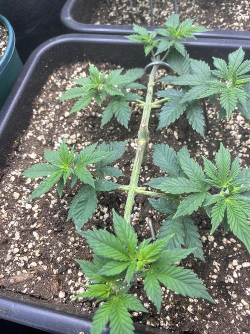 Pineapple Chunk. Week 6