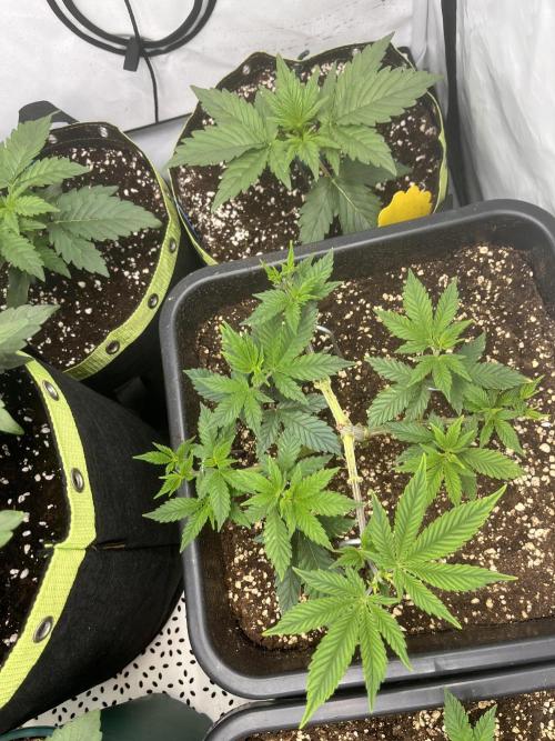 Pineapple Chunk. Week 6