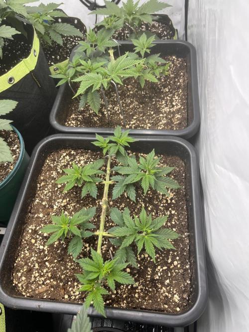 Pineapple Chunk. Week 6