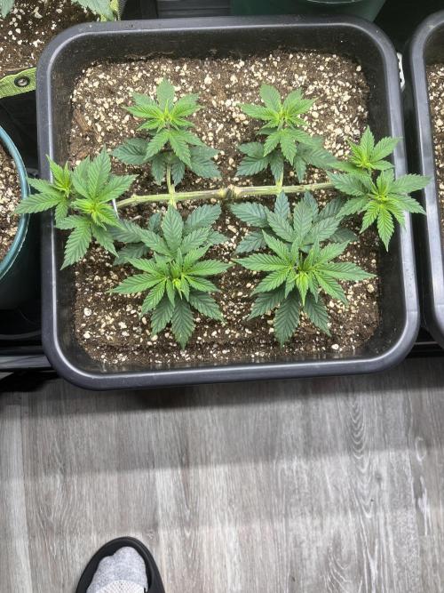 Pineapple Chunk. Week 6