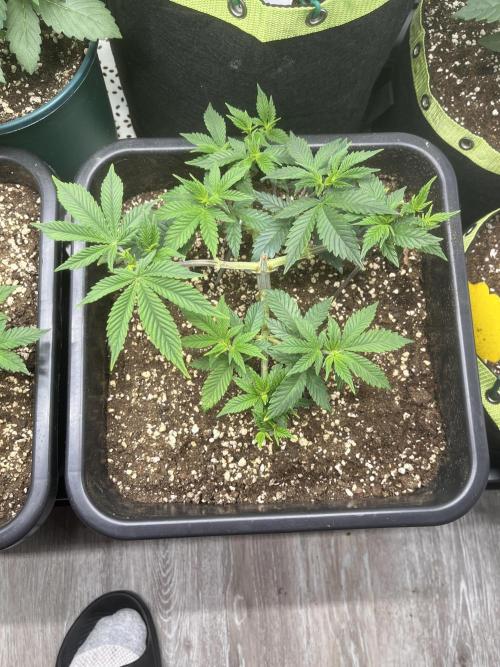 Pineapple Chunk. Week 6