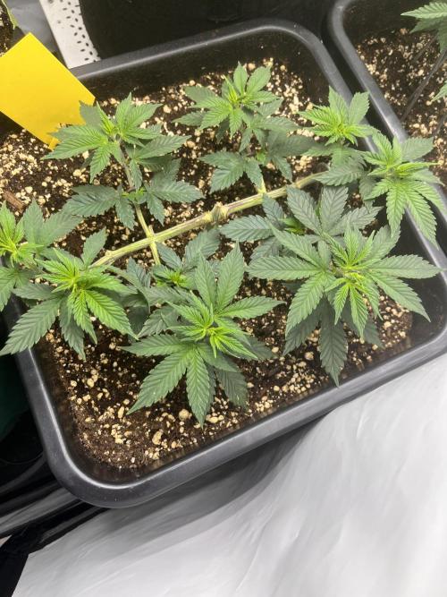 Pineapple Chunk. Week 7