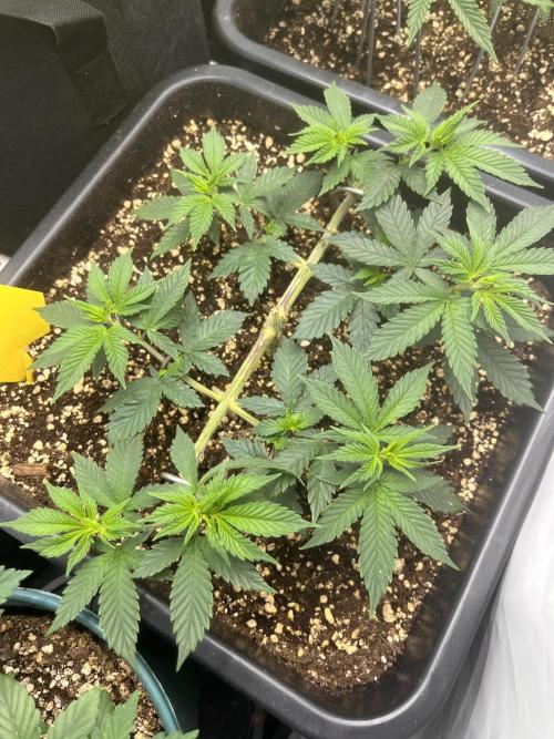 Pineapple Chunk. Week 7
