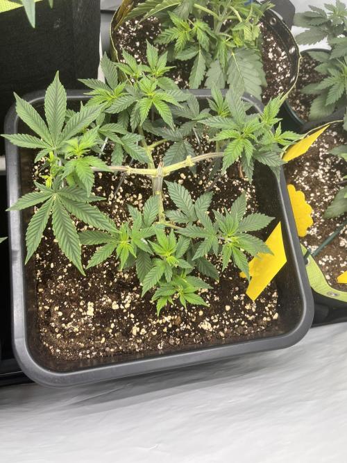 Pineapple Chunk. Week 7