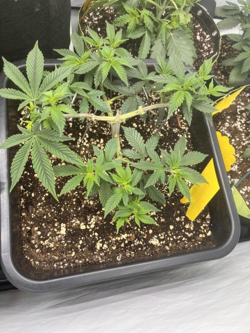 Pineapple Chunk. Week 7