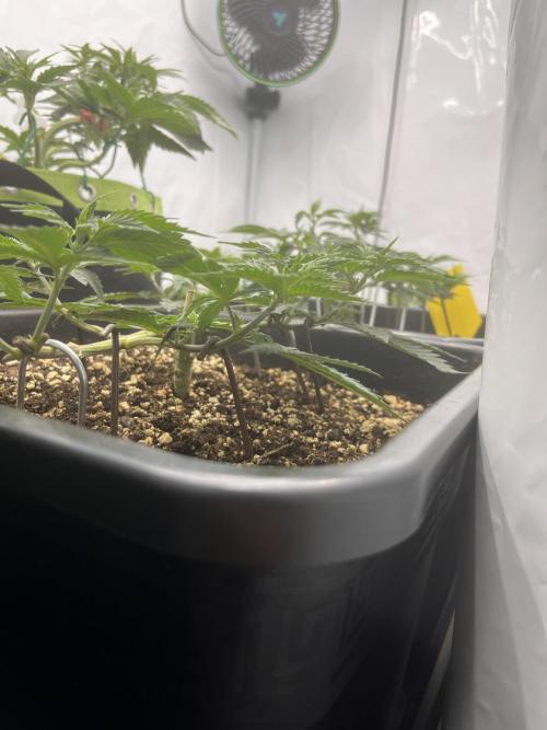 Pineapple Chunk. Week 7