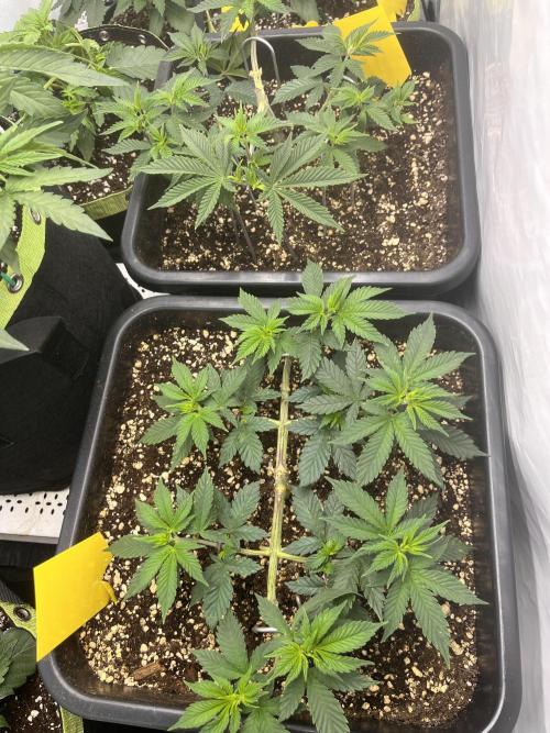 Pineapple Chunk. Week 7