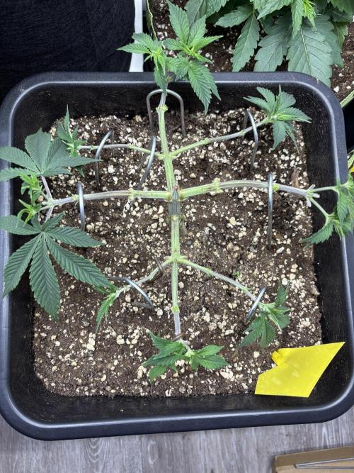 Pineapple Chunk. Week 8