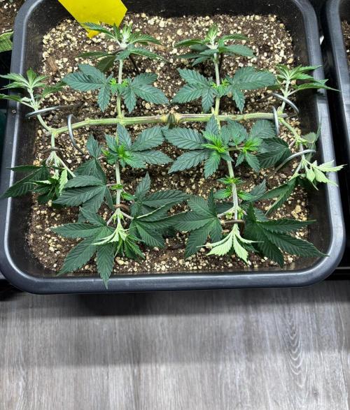 Pineapple Chunk. Week 8