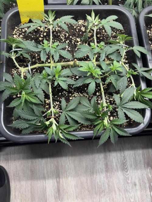 Pineapple Chunk. Week 8