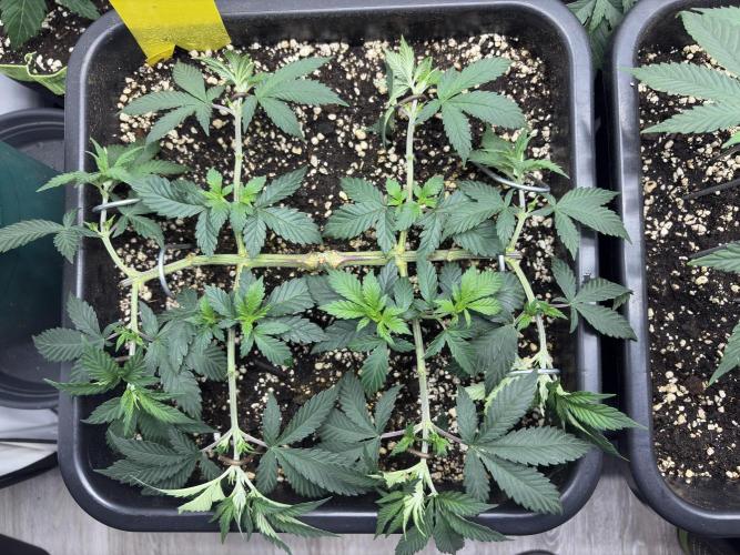Pineapple Chunk. Week 8