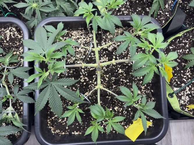 Pineapple Chunk. Week 8
