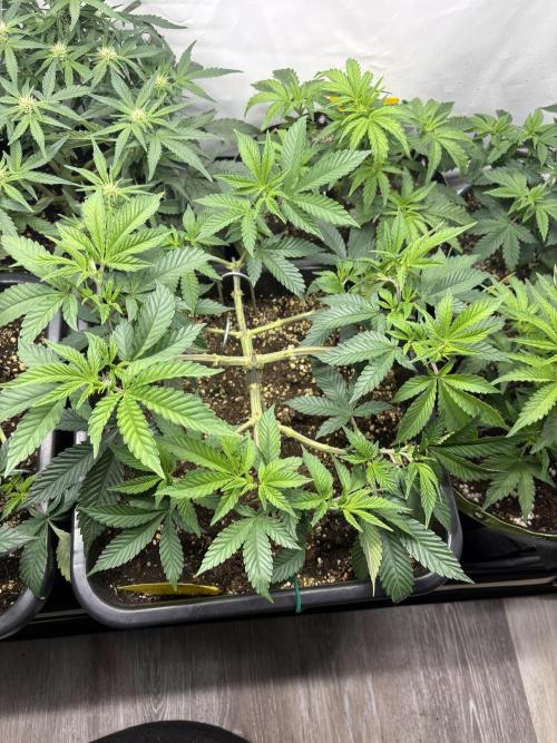 Pineapple Chunk. Week 8