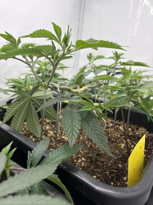 Pineapple Chunk. Week 8