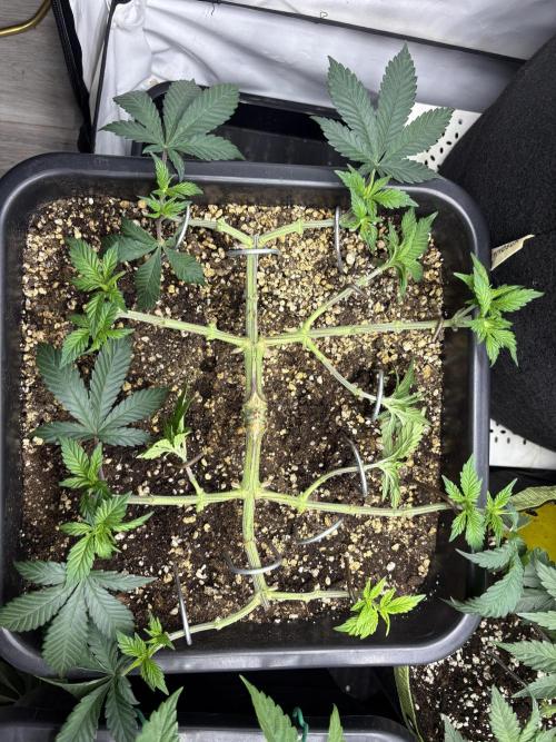 Pineapple Chunk. Week 8