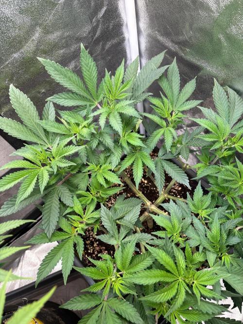 Pineapple Chunk. Week 9
