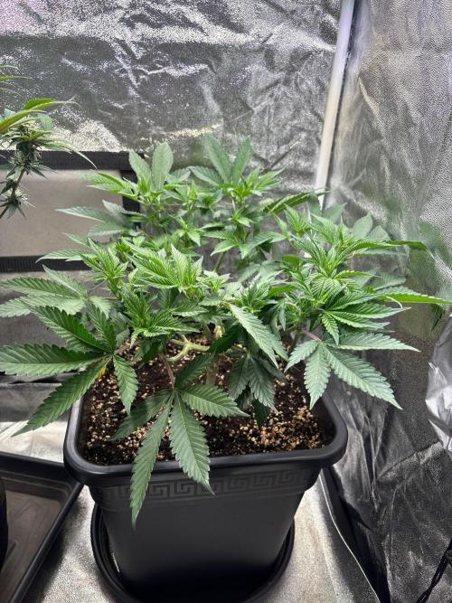 Pineapple Chunk. Week 9