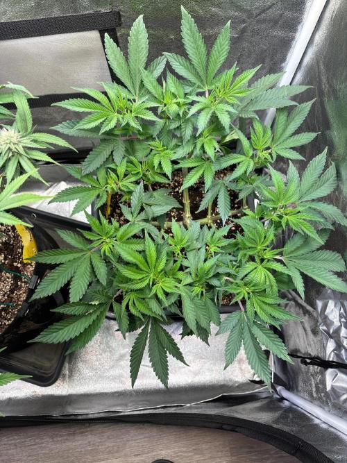 Pineapple Chunk. Week 9