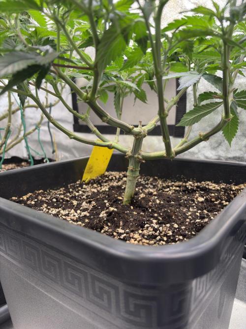 Pineapple Chunk. Week 9