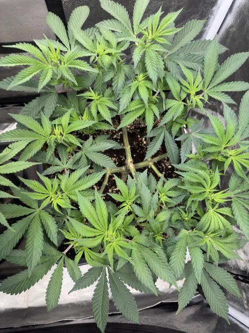 Pineapple Chunk. Week 9