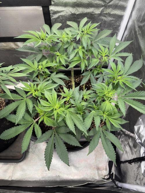 Pineapple Chunk. Week 9
