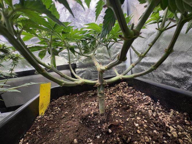 Pineapple Chunk. Week 9