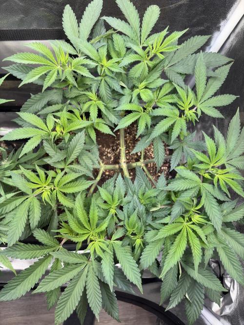 Pineapple Chunk. Week 9
