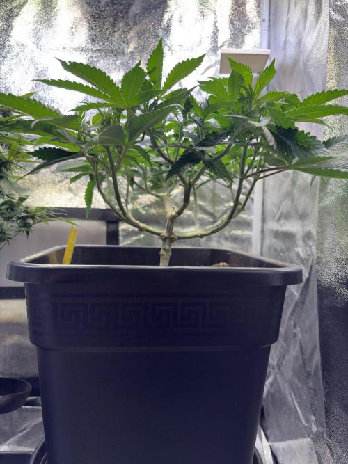 Pineapple Chunk. Week 9