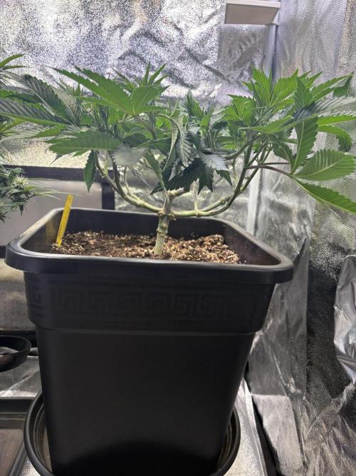 Pineapple Chunk. Week 9