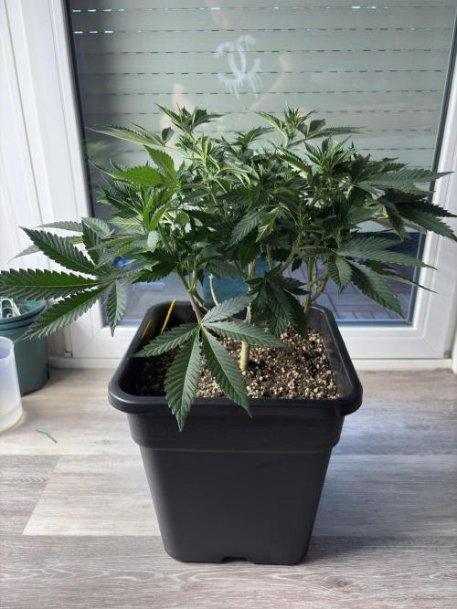 Pineapple Chunk. Week 10