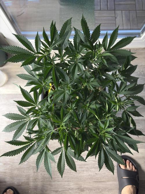 Pineapple Chunk. Week 10