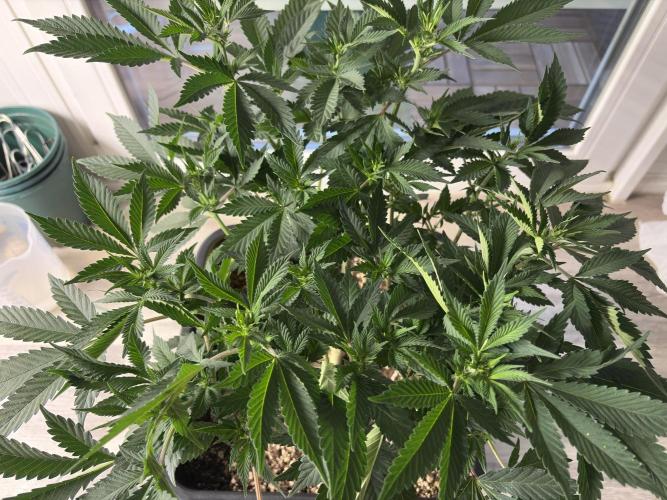 Pineapple Chunk. Week 10
