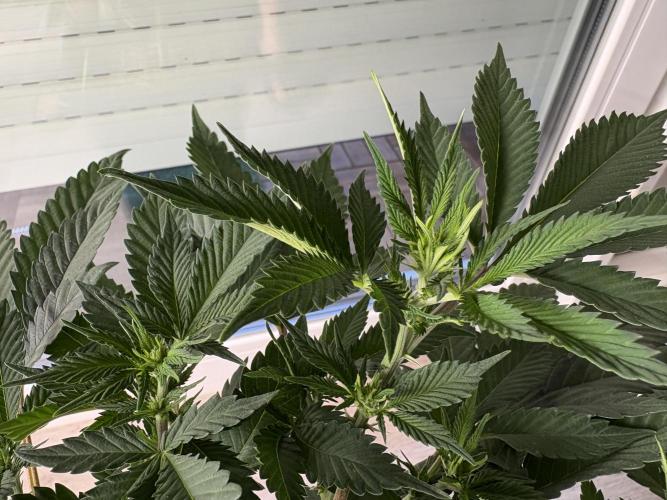 Pineapple Chunk. Week 10