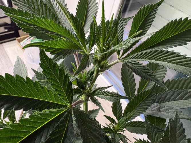 Pineapple Chunk. Week 10