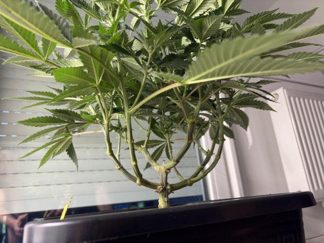 Pineapple Chunk. Week 10