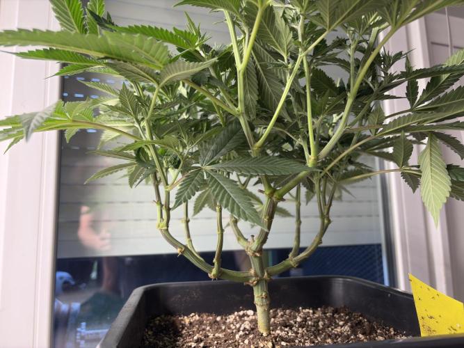 Pineapple Chunk. Week 10
